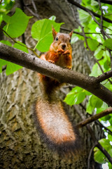 squirrel on tree