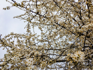 Blooming plum branches in white flowers on a spring day against a cloudy sky.