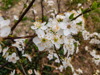  Plum branches with white flowers and young green leaves on a cloudy spring day.
