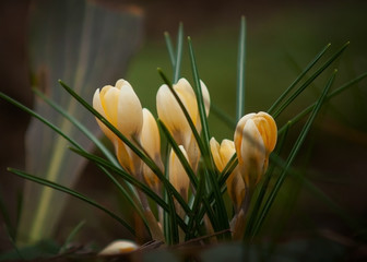 The first spring flowers in the garden are yellow crocuses against last year's foliage and grass.