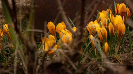 The first spring orange crocuses are tender and touching on the background of last year's foliage...