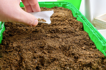 Sowing small seeds of ornamental and flowering plants. Spring sowing seeds indoors. Detail of a gardener's hand that sprinkles plant seeds into soil or substrate. 