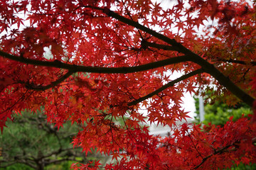 真っ赤な日本楓の紅葉