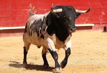 spanish bull in the bullring