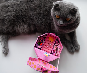 Scottish cat and jewelry box