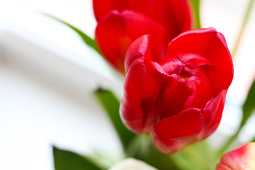 Fototapeta premium Red Flowers Tulips Close Up on White Background