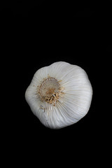Whole garlic bulb close up macro shot isolated on black background