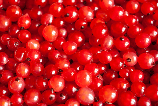 Bright red berries background. Freshly gathered currant. Close-up.