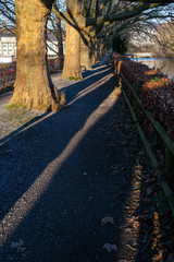 Naklejka premium Alley walking path along a river with big trunk trees front lit by sunlight at late noon