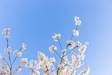 white sakura flower on blue sky background, spring blossom concept. free space