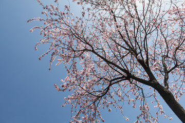 spring tree with clear blue sky