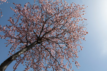 spring tree with clear blue sky