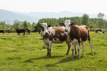 Fototapeta na wymiar two cows in nature