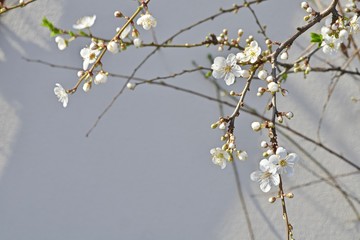 white fruit tree flower with buds closeup