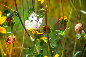 White Butterfly on Mountain Plant