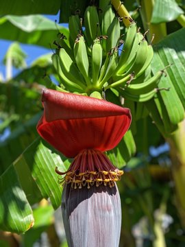 Bananenstaude mit Bananenbl&uuml;te