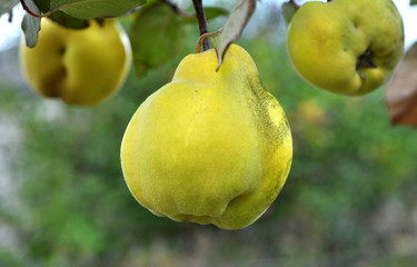 Quince ripens on the branch of the bush