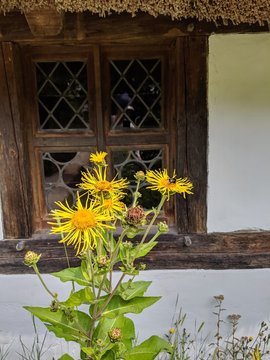 Alant (Echter Alant - Pflanze) auf dem Bauernhof