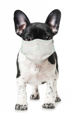 French bulldog puppy with mouth protection isolated on white