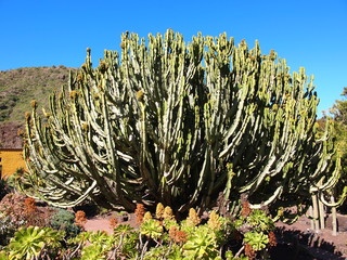 Botanical garden (Tafira Alta, Gran Canaria, Spain)