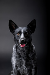 Australian healer dog breed on the backgrounds