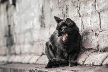 aggressive angry black cat sits near an old house and watches