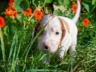 Irish Setter Puppies