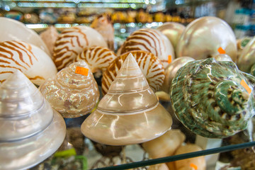 Souveir shop with variety of sea shells and sea life souvenirs.