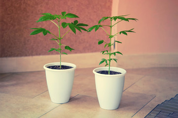 Young cannabis Bush grows in the pot with soil. Leaves of marijuana. Cultivation Of Cannabis Plants