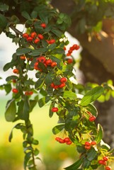 Bush with red berries. Small red berries on a bush outside.