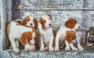 Irish Setter Puppies