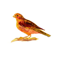 Wild bird on a branch. Brown and yellow hand painted watercolor. Vintage colorful illustration isolated on white background