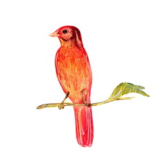 Wild bird on a branch. Red hand painted watercolor. Vintage colorful illustration isolated on white background