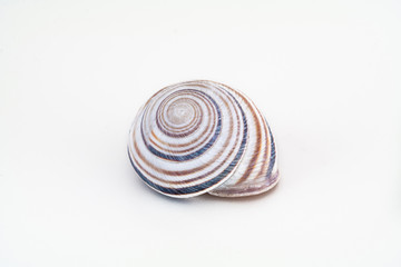 Single gray empty snail shell close up shot with natural colored stripes isolated against bright white background