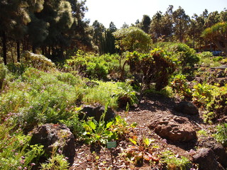 Fototapeta premium Botanical garden (Tafira Alta, Gran Canaria, Spain)