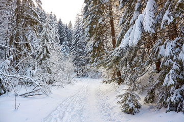 Mountain trail in Mala Laka Valley, Zakopane, Poland