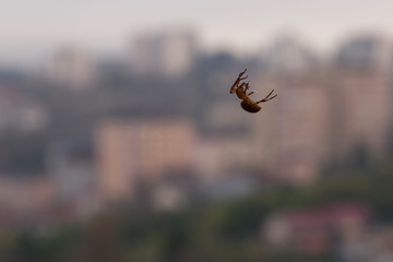 Spider hanging on a web against the background of the city