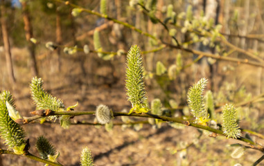 Willow against the blue sky close-up. Symbol of the Sunday before Easter. Orthodox holiday.