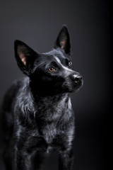 Australian healer dog breed on the backgrounds