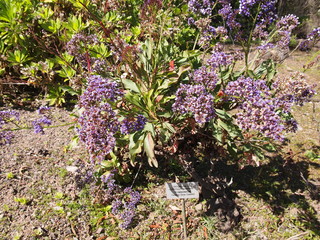 Botanical garden (Tafira Alta, Gran Canaria, Spain)