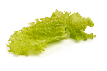 Lettuce organic Salad leaf, eco products, isolated on white background
