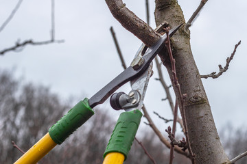 Pruning fruit tree branches with long garden shears. Spring garden work.