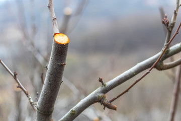Cropped branches of fruit tree. Spring garden work.
