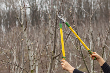Naklejka premium A man cuts the branches of fruit trees with long garden scissors. Spring garden work. Сlose up.