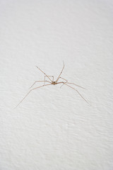 Common household long-legged spider on a white wall close up shot