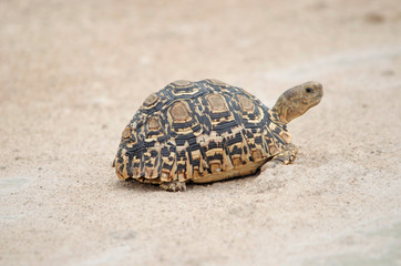 Leopard tortoise Namibia