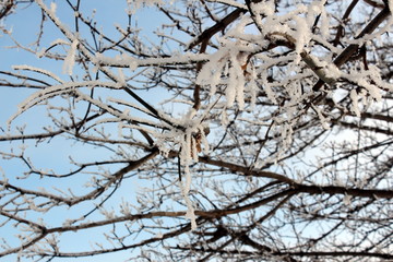 snow on tree branches