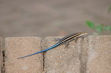 Rainbow skink on brick wall