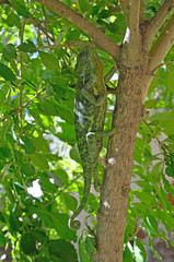 Chameleon in tree
