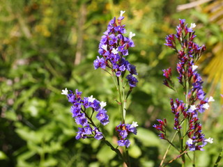 Botanical garden (Tafira Alta, Gran Canaria, Spain)